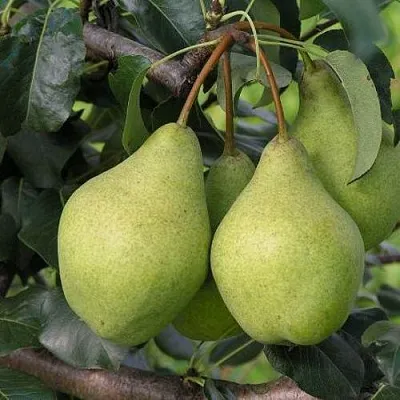 Груша ОРЛОВСКАЯ ЛЕТНЯЯ в Самаре