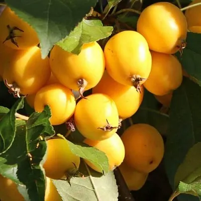 Яблоня ГОЛДЕН ХОРНЕТ декоративная  Яблоня ГОЛДЕН ХОРНЕТ декоративная в Самаре