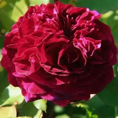 Саженцы роз ДИНО ДЕ ЛАУРЕНТИС шраб в Самаре