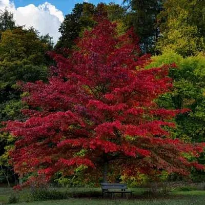 Дуб болотный в Самаре