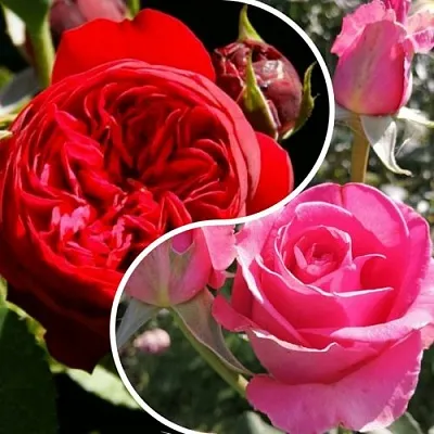 Комплект РОМАНТИЧЕСКИЙ БУКЕТ в Самаре