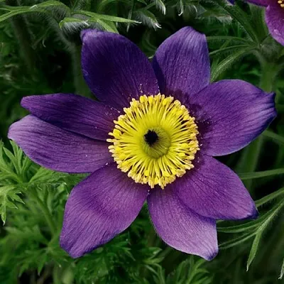 Прострел ПИНВИЛ БЛЮ ШЕЙДЕС в Самаре