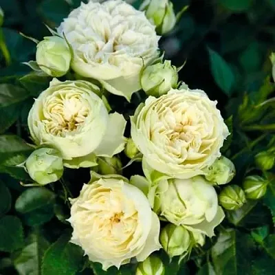 Саженцы роз БЛАНШЕТТ спрей  Саженцы роз БЛАНШЕТТ спрей в Самаре