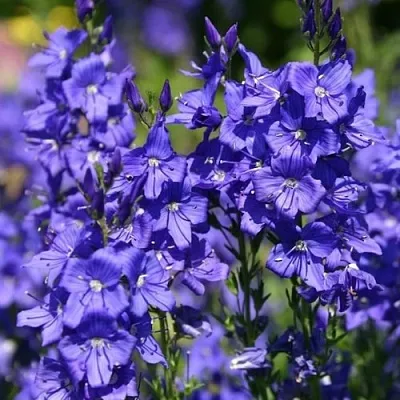 Вероника австрийская в Самаре