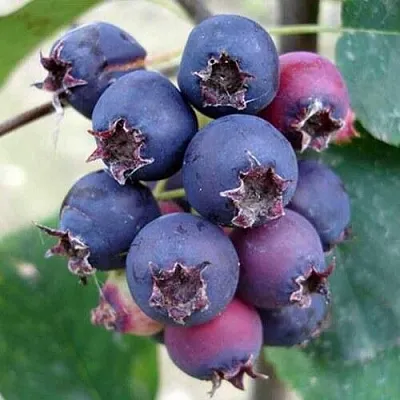 Ирга SLEYT в Самаре