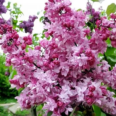 Сирень ОЛИМПИАДА КОЛЕСНИКОВА  Сирень ОЛИМПИАДА КОЛЕСНИКОВА в Самаре