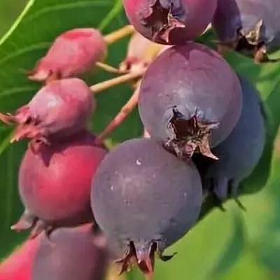 Ирга MANDAN в Самаре