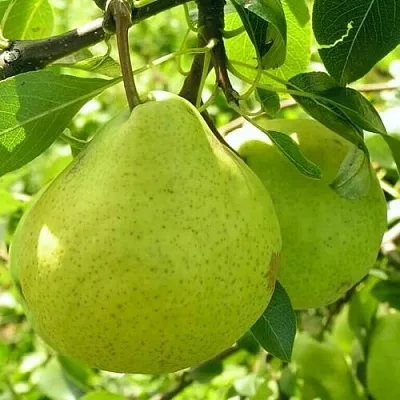 Груша ДАЛИКОР колонновидная в Самаре