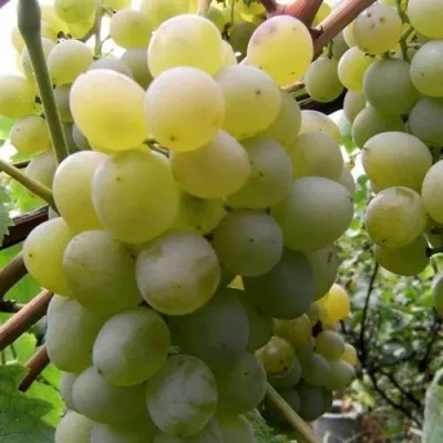 Виноград ТАЛИСМАН в Самаре