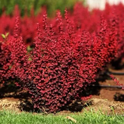 Барбарис ОРАНЖ РОКЕТ тунберга в Самаре