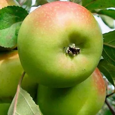 Яблоня БРАТ ЧУДНОГО стелющаяся в Самаре