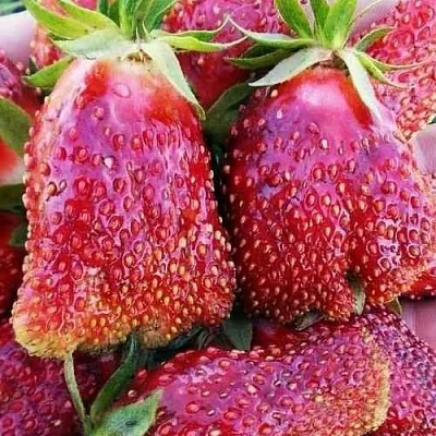 Клубника КУПЧИХА в Самаре