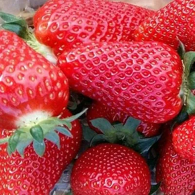 Клубника АМИ в Самаре