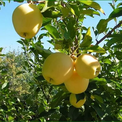 Яблоня ГОЛДЕН МИЛЛЕНИУМ  Яблоня ГОЛДЕН МИЛЛЕНИУМ в Самаре