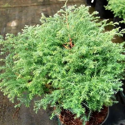 Кипарисовик СКВАРРОЗА горохоплодный в Самаре