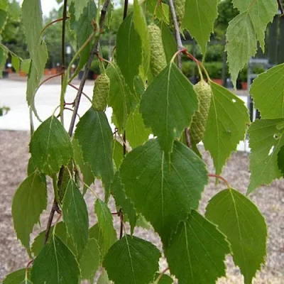 Береза ФАСЦИНЕЙШЕН белая  в Самаре