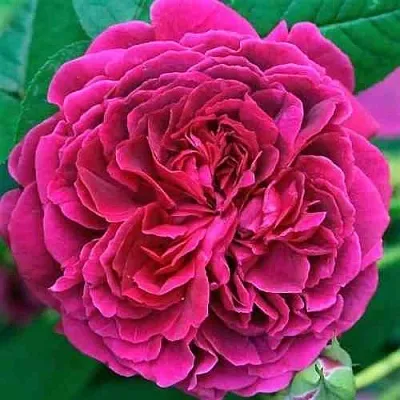 Саженцы роз ВИЛЬЯМ ШЕКСПИР английская  Саженцы роз ВИЛЬЯМ ШЕКСПИР английская в Самаре