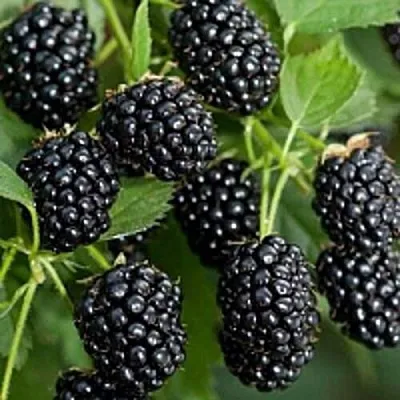 Бесшипная в Самаре