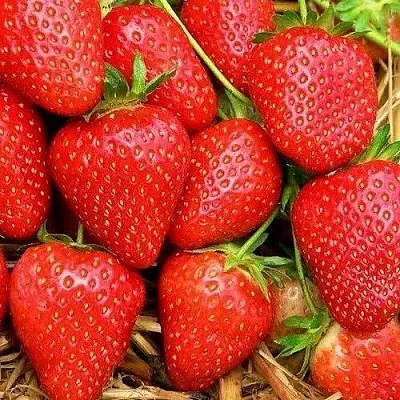 Клубника КВИКИ в Самаре