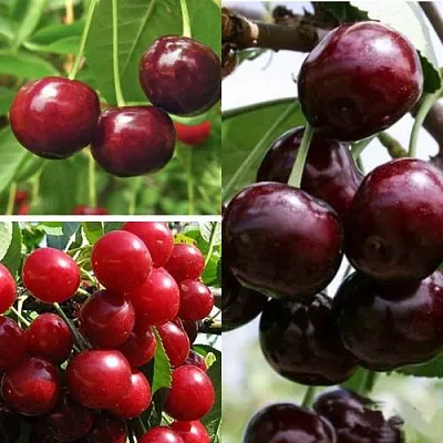 Комплект ВИШНЕВЫЙ САД в Самаре