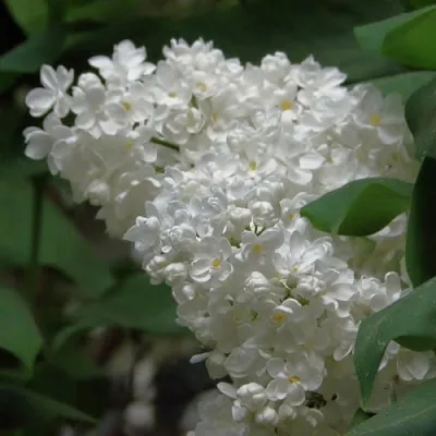 Сирень РУССКИЙ СЕВЕР  Сирень РУССКИЙ СЕВЕР в Самаре