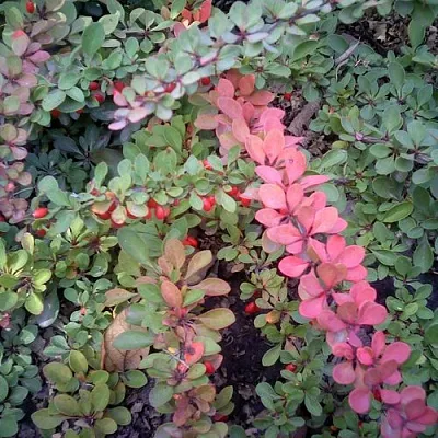 Барбарис ГРИН КАРПЕТ тунберга в Самаре