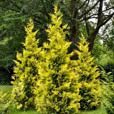 Туя ГОЛДЕН БРАБАНТ западная  Туя ГОЛДЕН БРАБАНТ западная в Самаре