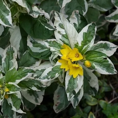 Вербейник АЛЕКСАНДР точечный в Самаре