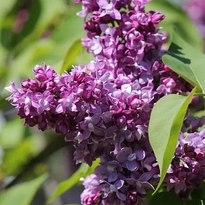 Сирень ИЗОБИЛИЕ  Сирень ИЗОБИЛИЕ в Самаре