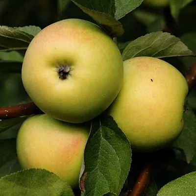 Яблоня ДАНИЛА  Яблоня ДАНИЛА в Самаре