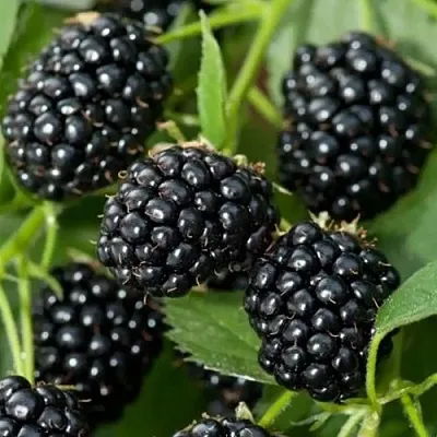 Ежевика ТРИПЛ КРАУН бесшипная  Ежевика ТРИПЛ КРАУН бесшипная в Самаре