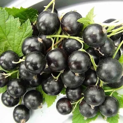 Смородина черная ТИТАНИЯ в Самаре