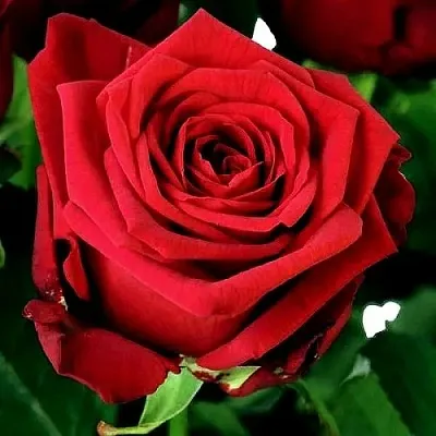 Саженцы роз РЕД НАОМИ чайно-гибридная в Самаре