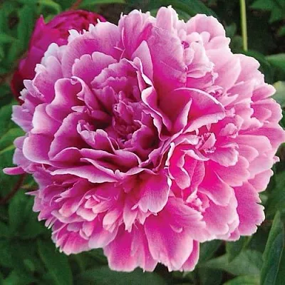 Пион ПУРПУРНАЯ ФЕЕРИЯ травянистый  Пион ПУРПУРНАЯ ФЕЕРИЯ травянистый в Самаре