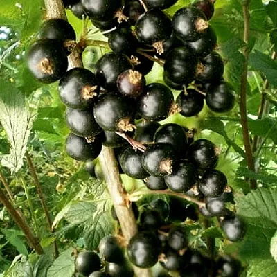 Смородина черная БЕН ТИРЕН в Самаре