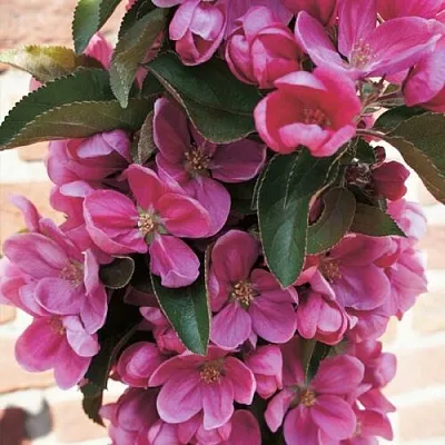 Яблоня ЗЕЛЁНЫЙ БУКЕТ декоративная в Самаре