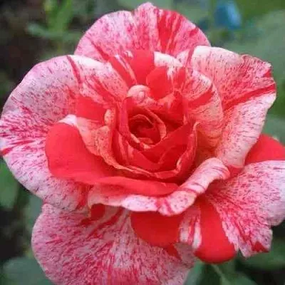 Саженцы роз ФИЛАТЕЛИЯ чайно-гибридная в Самаре