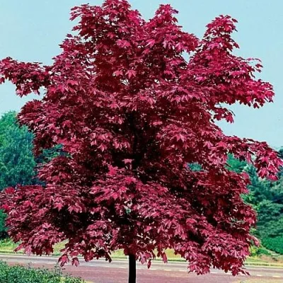 Клен КРИМСОН КИНГ остролистный в Самаре