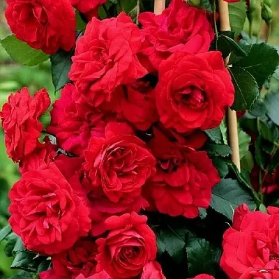 Саженцы роз АМАДЕУС плетистая в Самаре