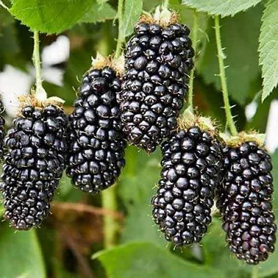 Ежевика КАРАКА БЛЭК  Ежевика КАРАКА БЛЭК в Самаре