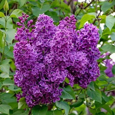 Сирень СУМЕРКИ  Сирень СУМЕРКИ в Самаре