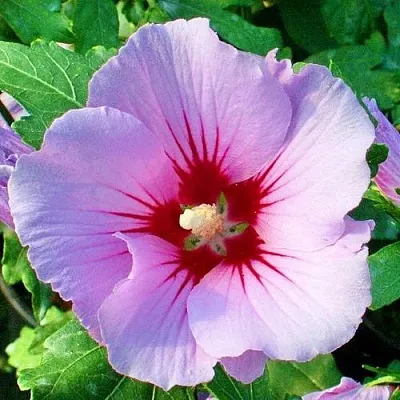 Гибискус ПИНК ФЛИРТ сирийский в Самаре