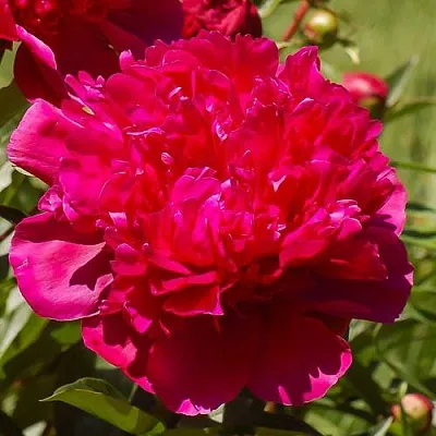 Пион БИГ БЕН травянистый  Пион БИГ БЕН травянистый в Самаре