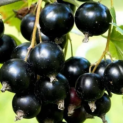 Смородина чёрная СОКРОВИЩЕ в Самаре