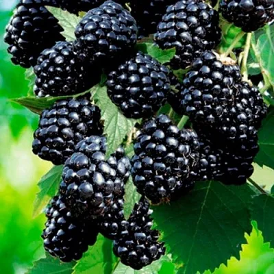 Ежевика ЛОХТЕЙ бесшипная  Ежевика ЛОХТЕЙ бесшипная в Самаре