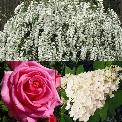 Комплект ВЕЧНАЯ КЛАССИКА в Самаре