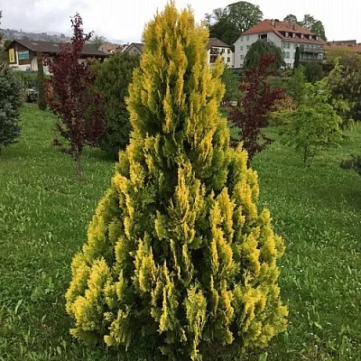 Туя ЕЛЛОУ РИББОН западная  Туя ЕЛЛОУ РИББОН западная в Самаре