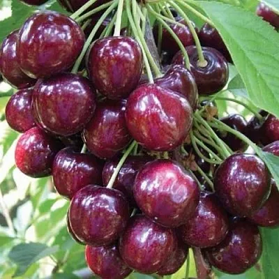 Черешня СЭМ колонновидная в Самаре