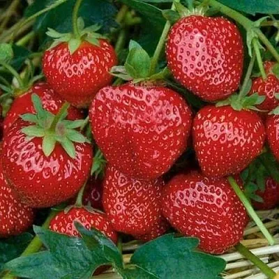 Клубника СЕЛЬВА ремонтантная в Самаре