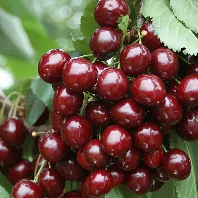 Черешня СИЛЬВИЯ колоновидная в Самаре